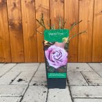 Ruža veľkokvetá (Rosa) ´WALTZ TIME´ - výška 10-20 cm, P11